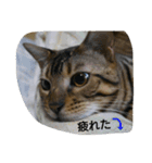 ベンガルdeシエル（個別スタンプ：11）