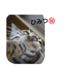 ベンガルdeシエル（個別スタンプ：15）