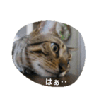 ベンガルdeシエル（個別スタンプ：16）