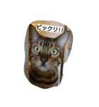 ベンガルdeシエル（個別スタンプ：18）