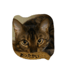 ベンガルdeシエル（個別スタンプ：22）