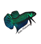 i Love Betta（個別スタンプ：2）