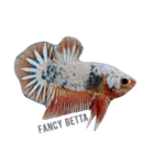 i Love Betta（個別スタンプ：3）