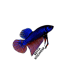 i Love Betta（個別スタンプ：4）