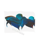 i Love Betta（個別スタンプ：6）