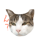 pontarun（個別スタンプ：3）