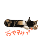 pontarun（個別スタンプ：5）