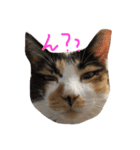 pontarun（個別スタンプ：6）