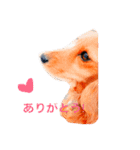 カニンヘンダックス マリンの日記（個別スタンプ：2）