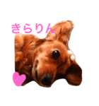 カニンヘンダックス マリンの日記（個別スタンプ：4）