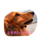 カニンヘンダックス マリンの日記（個別スタンプ：15）