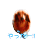 カニンヘンダックス マリンの日記（個別スタンプ：20）