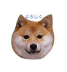 mamdsiba（個別スタンプ：1）