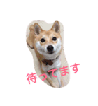 mamdsiba（個別スタンプ：5）