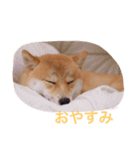 mamdsiba（個別スタンプ：6）