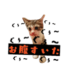 ごま塩兄弟（個別スタンプ：2）