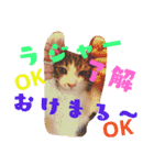 ごま塩兄弟（個別スタンプ：4）