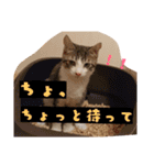 ごま塩兄弟（個別スタンプ：9）