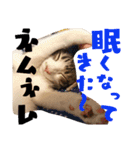 ごま塩兄弟（個別スタンプ：20）