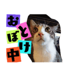 ごま塩兄弟（個別スタンプ：22）