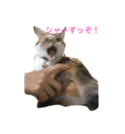 うちの猫たつ（個別スタンプ：1）