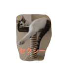 うちの猫たつ（個別スタンプ：5）