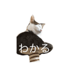 うちの猫たつ（個別スタンプ：6）