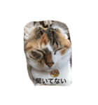 うちの猫たつ（個別スタンプ：7）