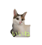 うちの猫たつ（個別スタンプ：10）