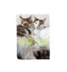 うちの猫たつ（個別スタンプ：11）