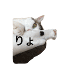うちの猫たつ（個別スタンプ：13）