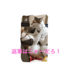 うちの猫たつ（個別スタンプ：14）