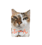 うちの猫たつ（個別スタンプ：17）