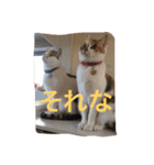 うちの猫たつ（個別スタンプ：20）