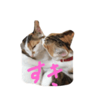 うちの猫たつ（個別スタンプ：22）