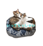 うちの猫たつ（個別スタンプ：23）