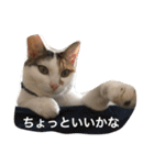 うちの猫たつ（個別スタンプ：28）