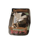 うちの猫たつ（個別スタンプ：29）