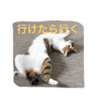 うちの猫たつ（個別スタンプ：30）