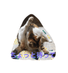 うちの猫たつ（個別スタンプ：31）