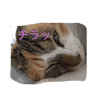 うちの猫たつ（個別スタンプ：34）