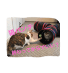 うちの猫たつ（個別スタンプ：35）