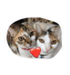 うちの猫たつ（個別スタンプ：39）