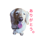 まろまろ（個別スタンプ：3）
