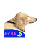 まろまろ（個別スタンプ：4）