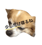 ちわわのラッキー（個別スタンプ：1）
