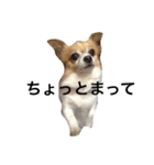 ちわわのラッキー（個別スタンプ：2）