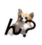 ちわわのラッキー（個別スタンプ：3）