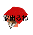 ちわわのラッキー（個別スタンプ：5）