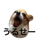 ちわわのラッキー（個別スタンプ：8）